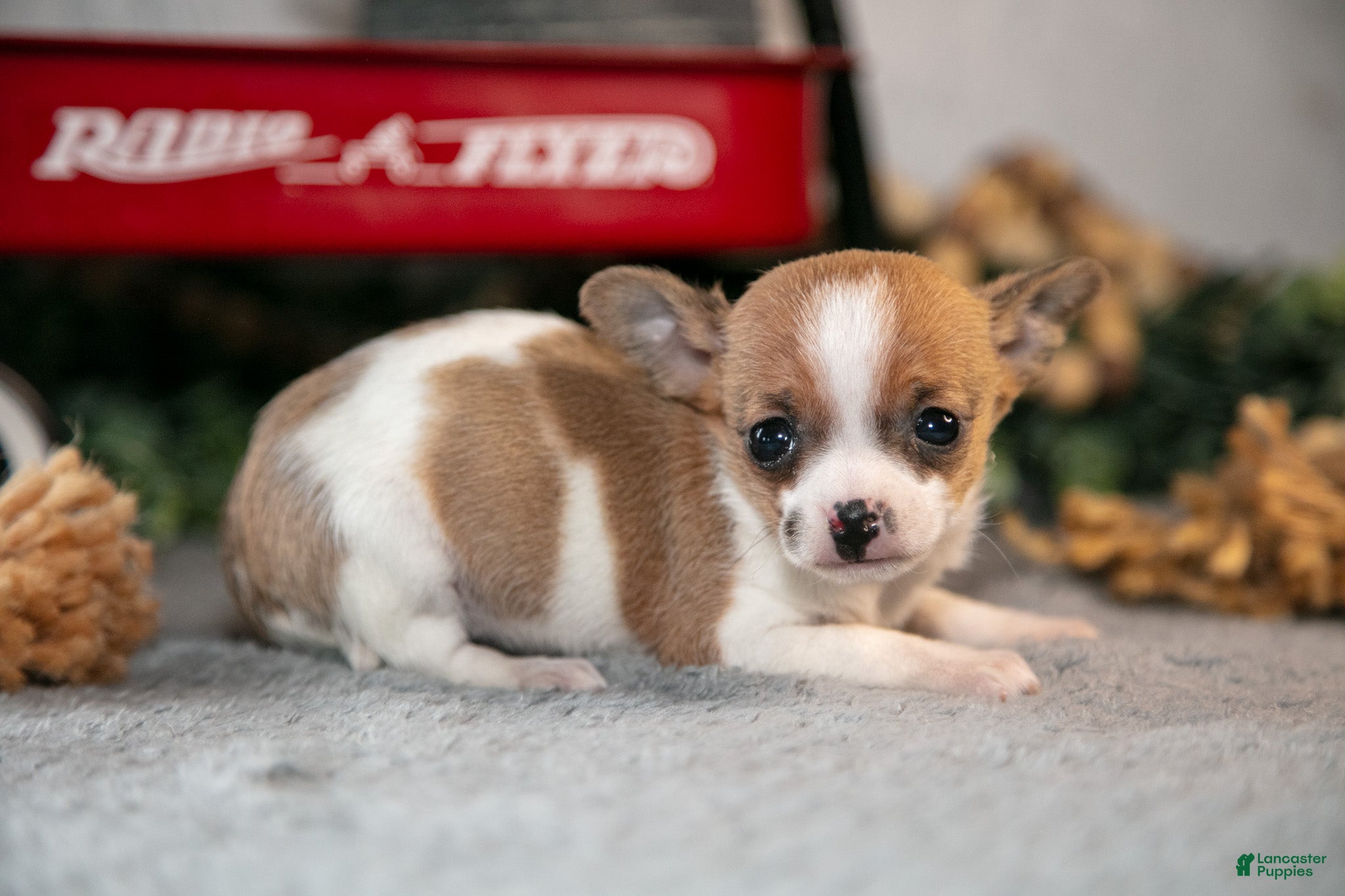 Chihuahua dogs Reeses - Ad 2