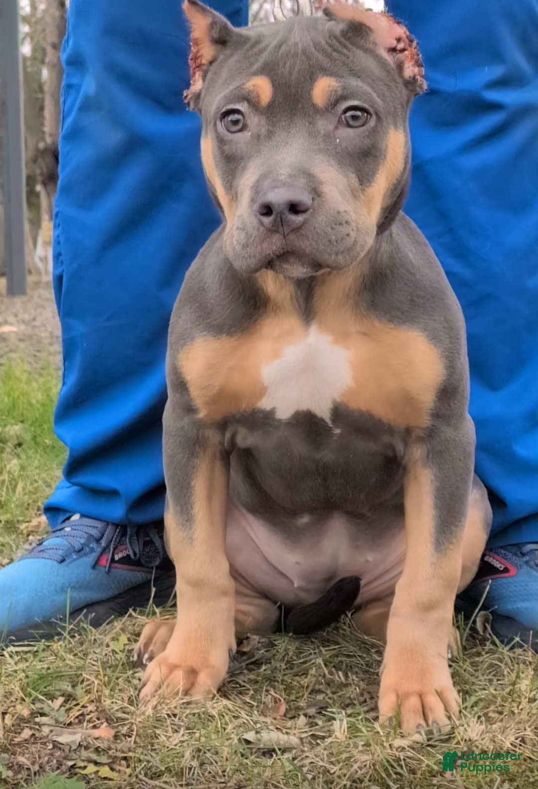American Bully dogs for sale: Nala - Ad 1