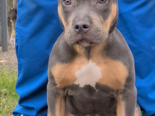 American Bully dogs Nala - Ad 16