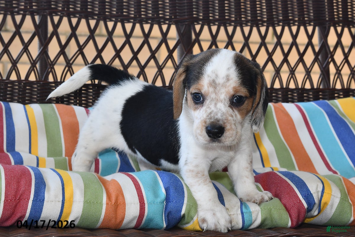 Beagle dogs Chloe - Ad 2