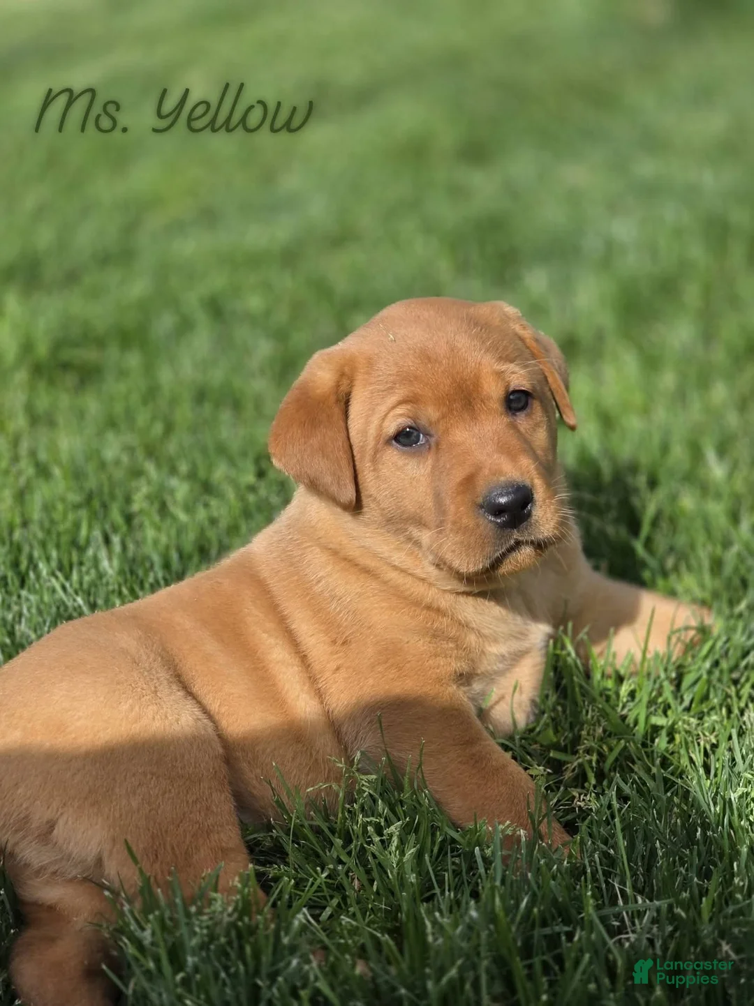 Labrador Retriever dogs for sale: Labrador Retriever Puppy 3 - Ad 1