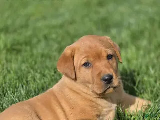 Labrador Retriever dogs Labrador Retriever Puppy 3 - Ad 22