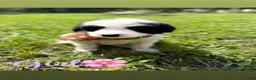 Mixed Breed dogs for sale: Pyredoodle female  - Ad 1