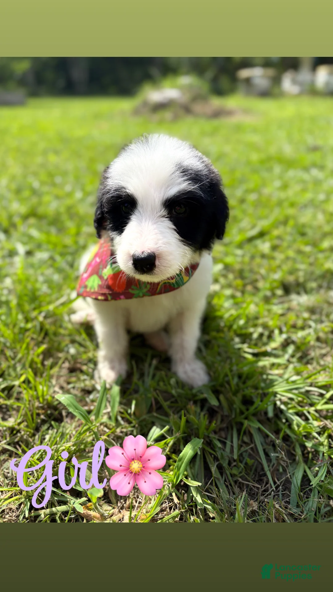 Mixed Breed dogs for sale: Pyredoodle female  - Ad 1