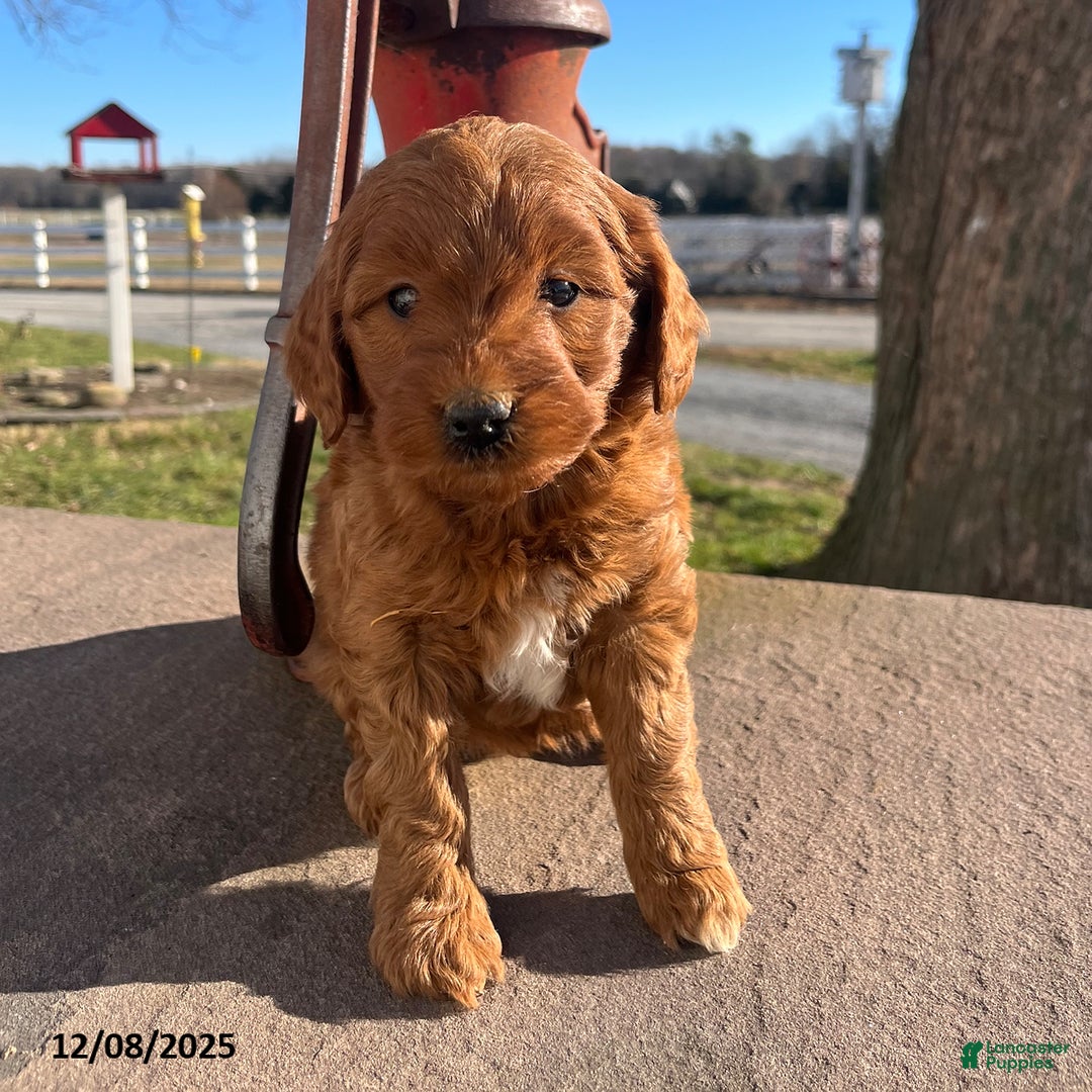 Mini Goldendoodle dogs for sale: Cookie - Ad 4