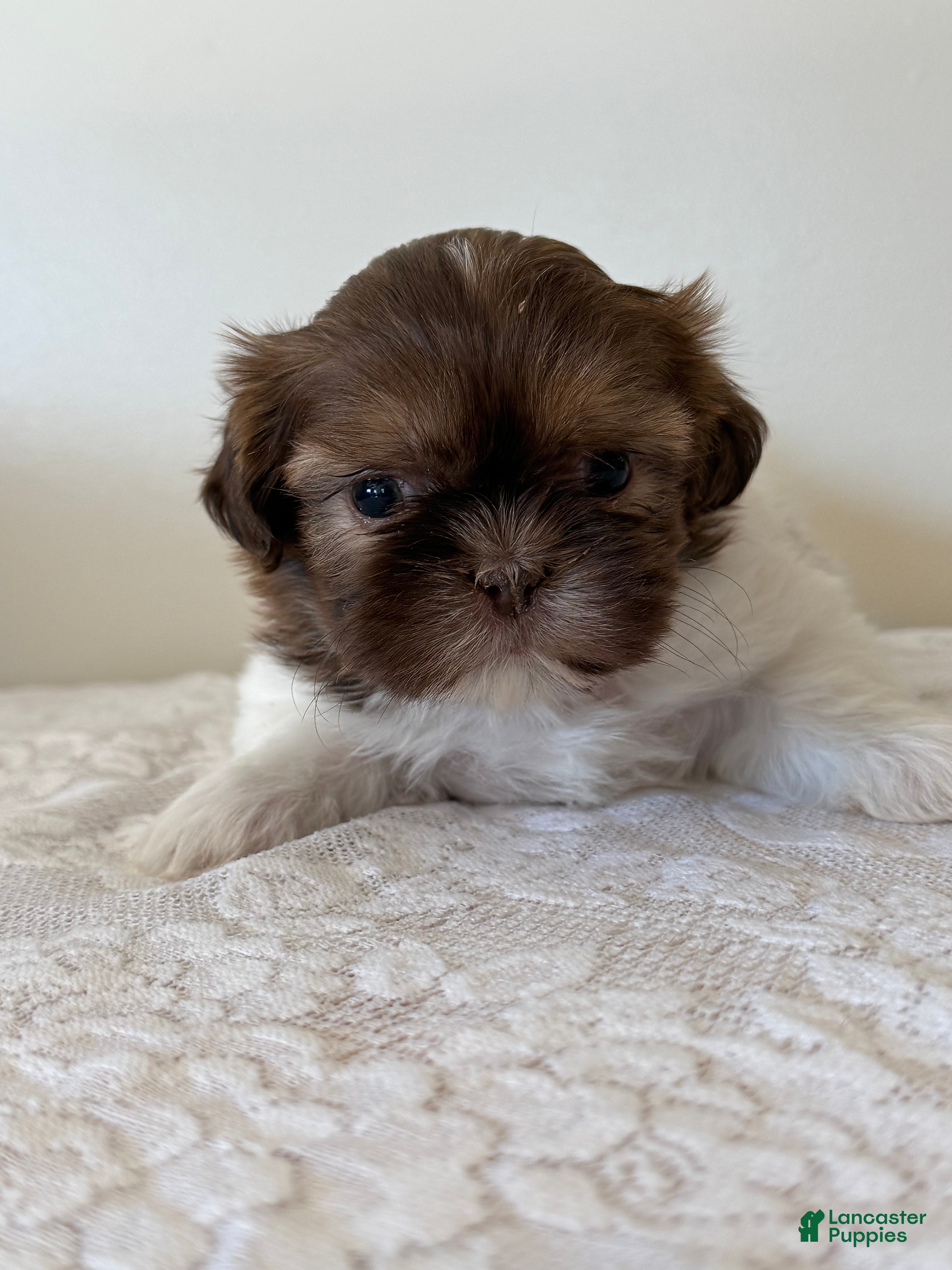 Shih Tzu dogs Uno Shih Tzu Puppy  - Ad 1