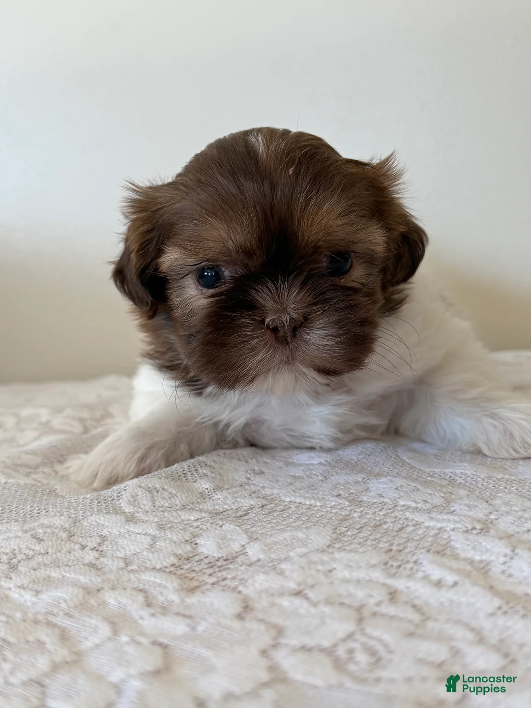 Shih Tzu dogs for sale: Uno Shih Tzu Puppy  - Ad 1