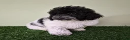 Miniature Poodle dogs for sale: Cooper - Ad 5