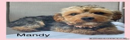 Yorkiepoo dogs for sale: Benji - Ad 4