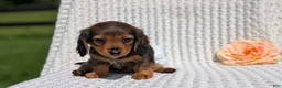 Miniature Dachshund dogs for sale: Rori - Ad 6