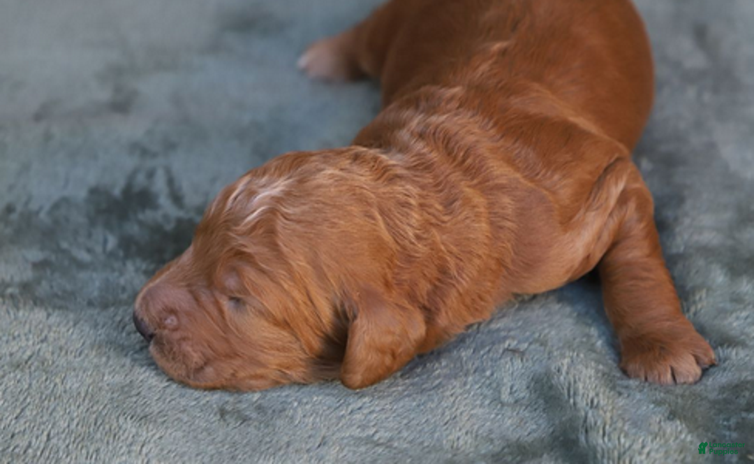 Goldendoodle dogs for sale: Orion - Ad 2