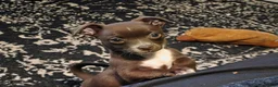 Chihuahua dogs for sale: Midnight-Chocolate  - Ad 11