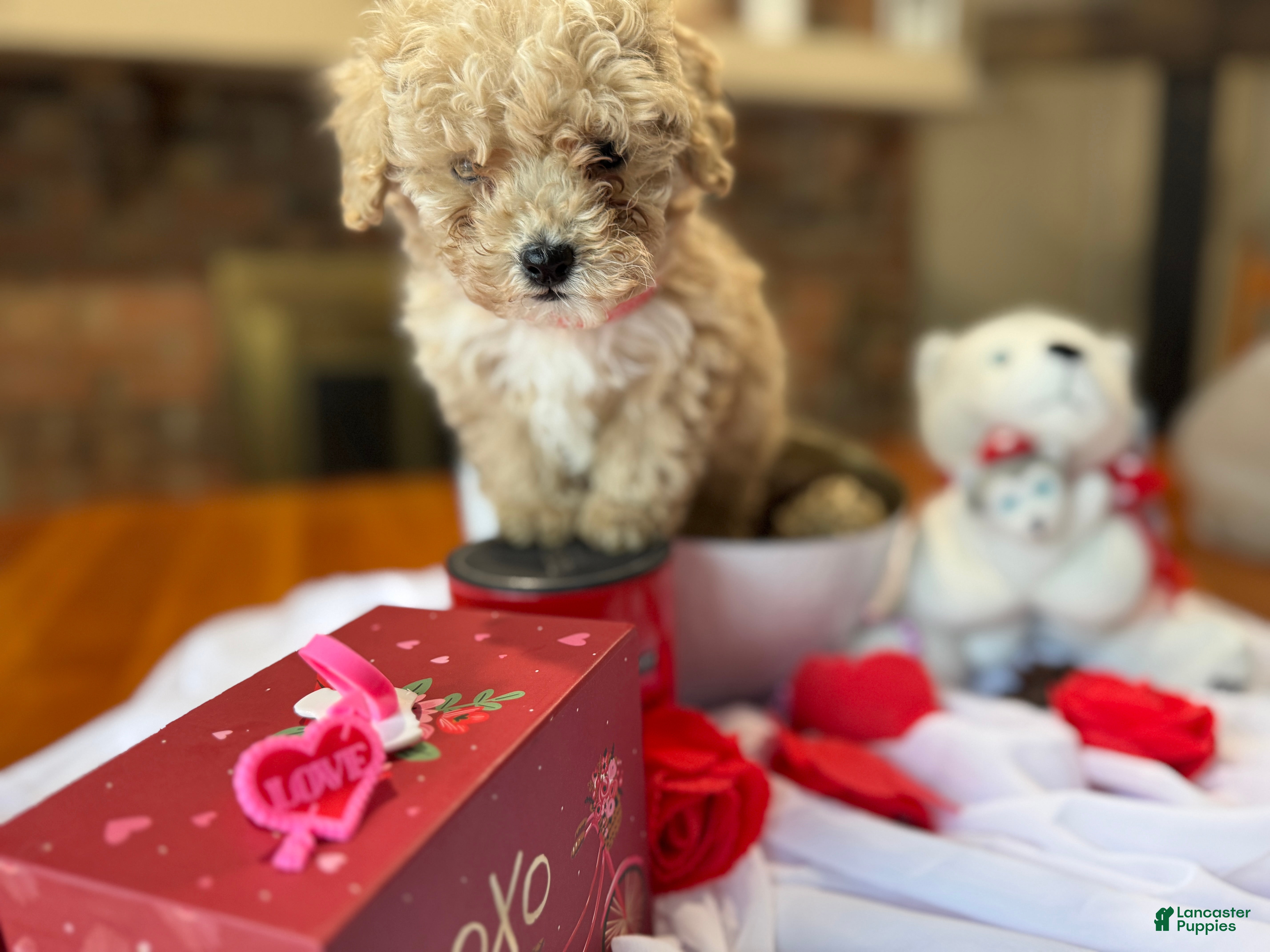 Toy Poodle dogs Teddy - Ad 2