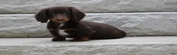 Miniature Dachshund dogs for sale: AKC Romeo - Ad 2