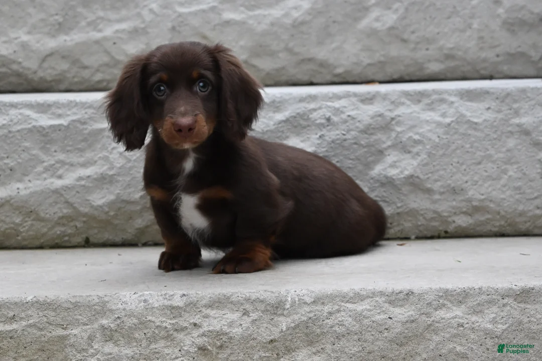 Miniature Dachshund dogs for sale: AKC Romeo - Ad 2