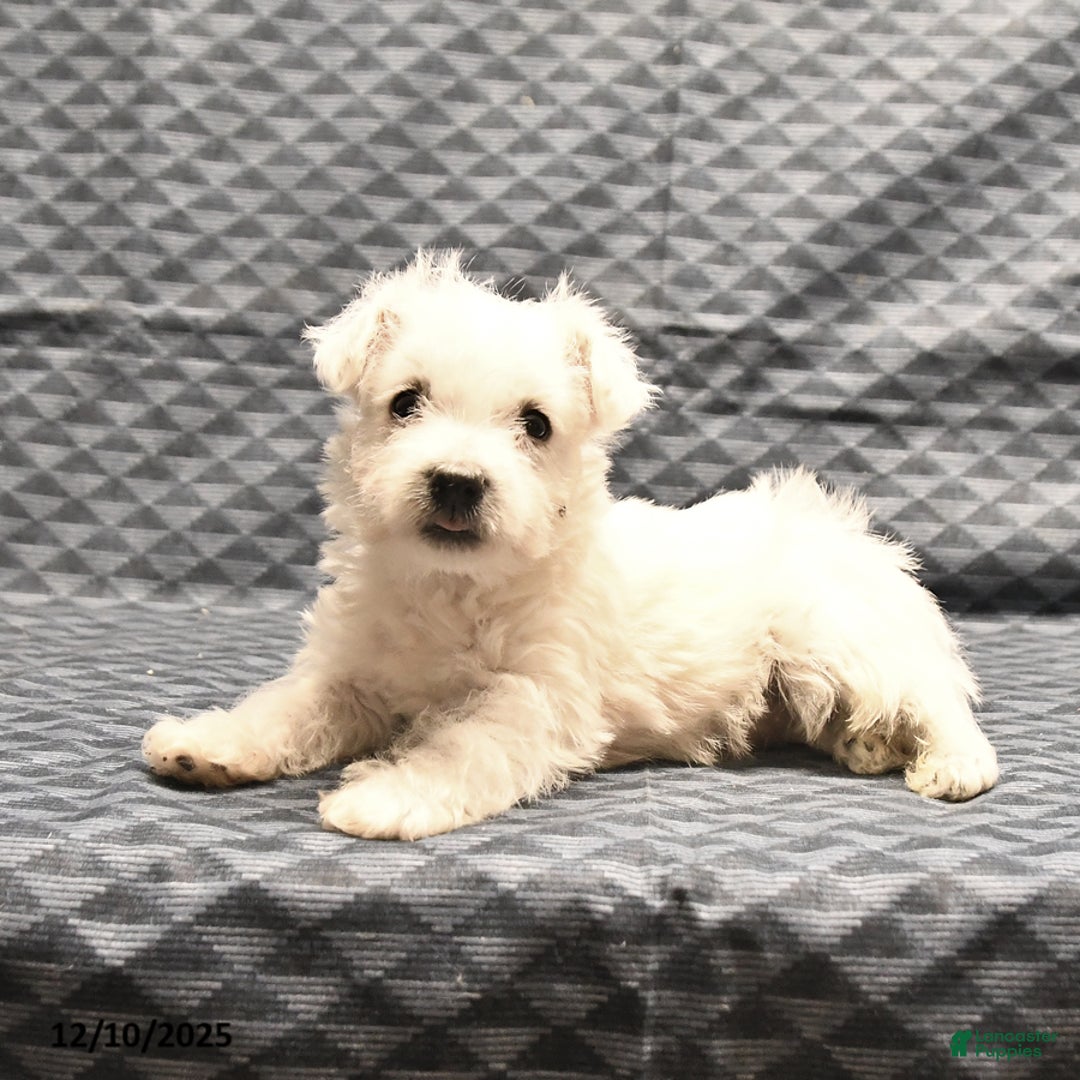 West Highland Terrier dogs for sale: Ginger - Ad 3