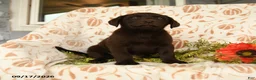 Labrador Retriever dogs for sale: Melody - Ad 4