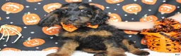 Cockapoo dogs for sale: Toffee  - Ad 14