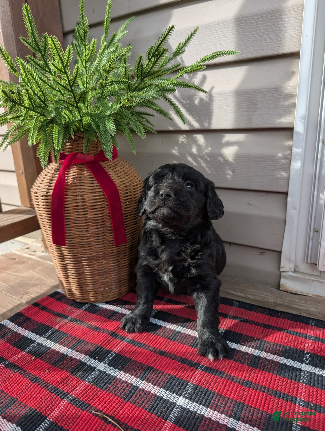 Mixed Breed dogs for sale: Hampton  - Ad 1