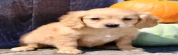 Miniature Golden Retriever dogs for sale: Harley Male Mini Golden Retriever - Ad 2