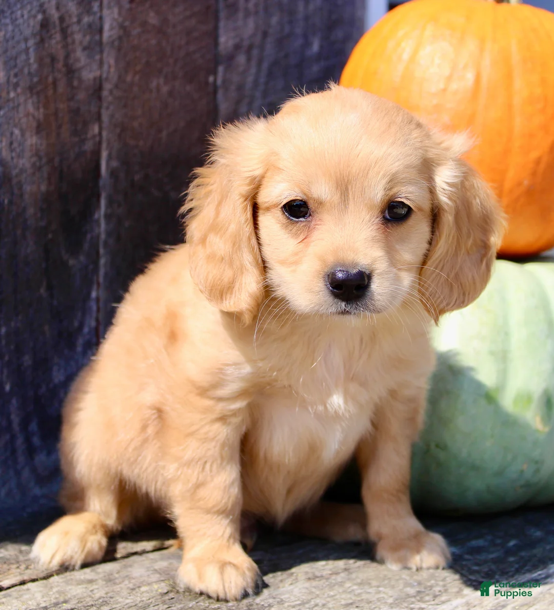 Miniature Golden Retriever dogs for sale: Harley Male Mini Golden Retriever - Ad 2