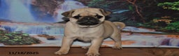 Pug dogs for sale: Rascal - Ad 4