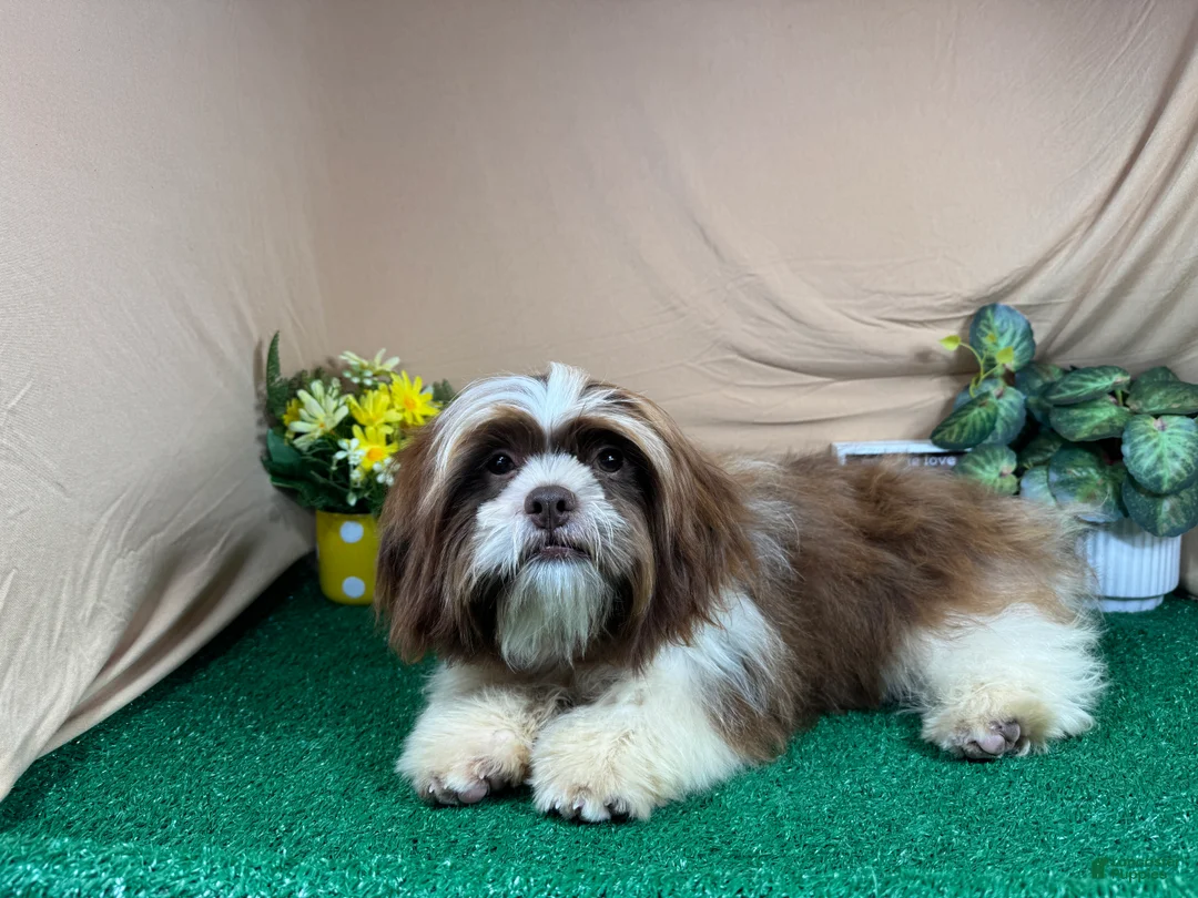 Shih Tzu dogs for sale: Shih Tzu 2 - Ad 2