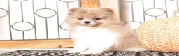 Pomeranian dogs for sale: Nick - Male Pomeranian  - Ad 3