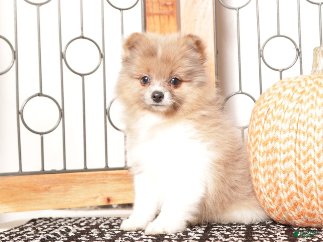 Pomeranian dogs for sale: Nick - Male Pomeranian  - Ad 3