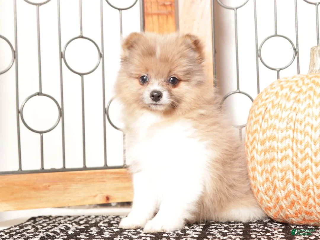 Pomeranian dogs for sale: Nick - Male Pomeranian  - Ad 3