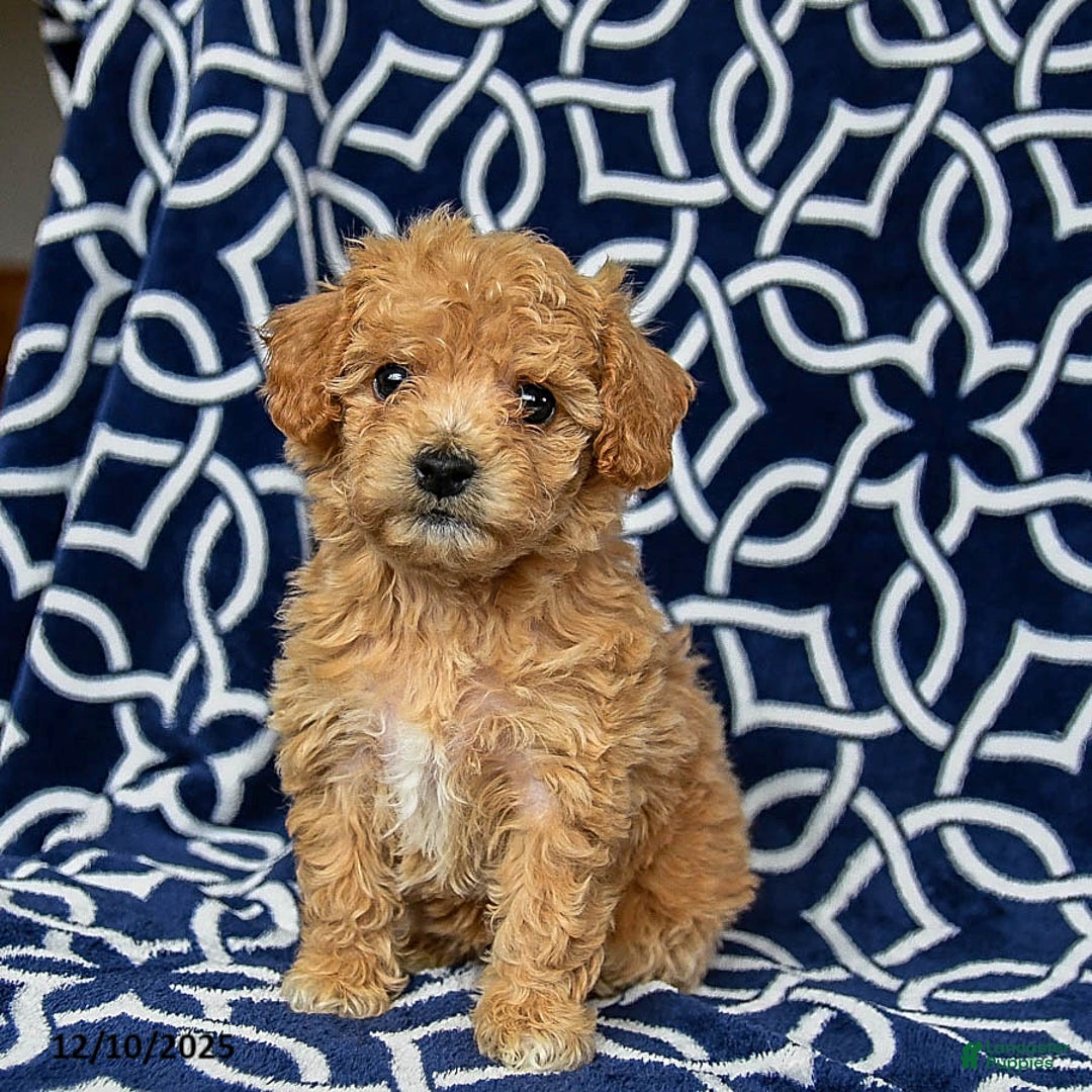 Bichpoo dogs for sale: Roxy - Ad 2