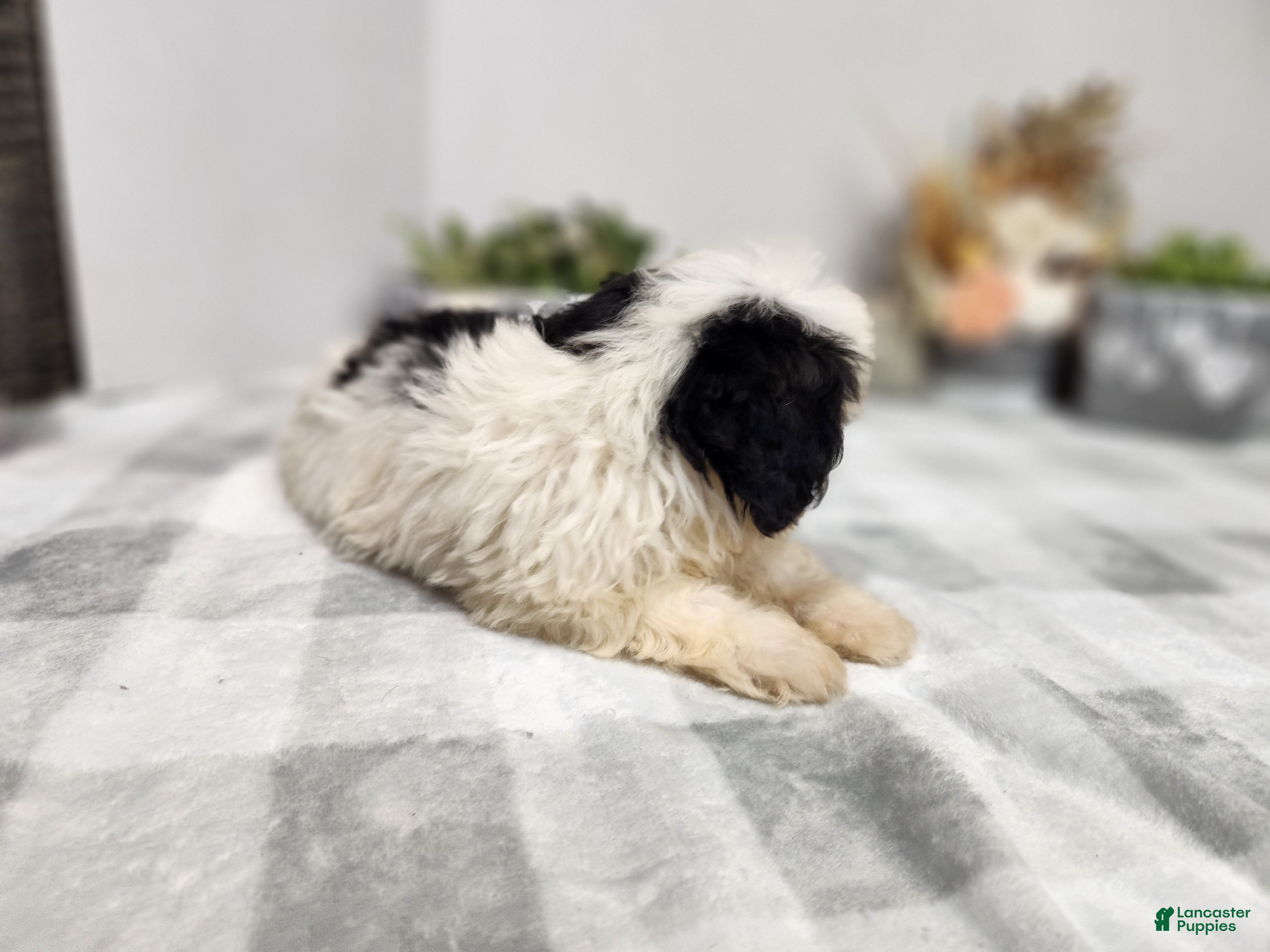 Teddy Bear dogs Claude - Ad 2