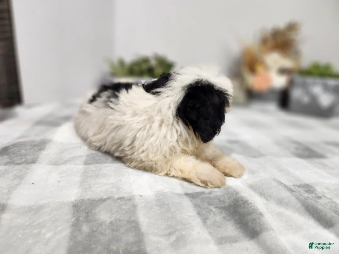 Teddy Bear dogs for sale: Claude - Ad 2