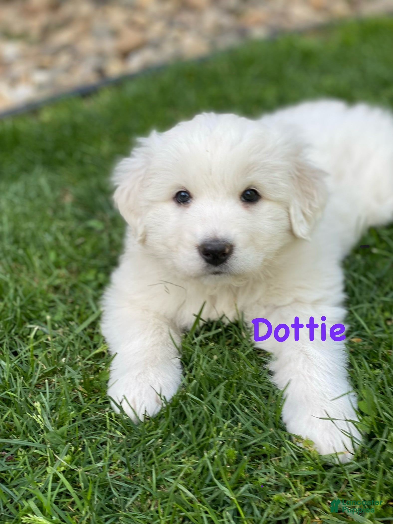 Great Pyrenees dogs Dottie - Ad 28