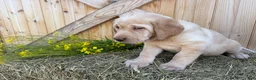 Labrador Retriever dogs for sale: Ginger - Ad 17