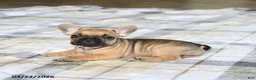 French Bulldog dogs for sale: Cutie - Ad 4