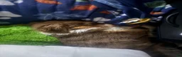 Australian Shepherd dogs for sale: Australian Shepherd Puppy 1 - Ad 5