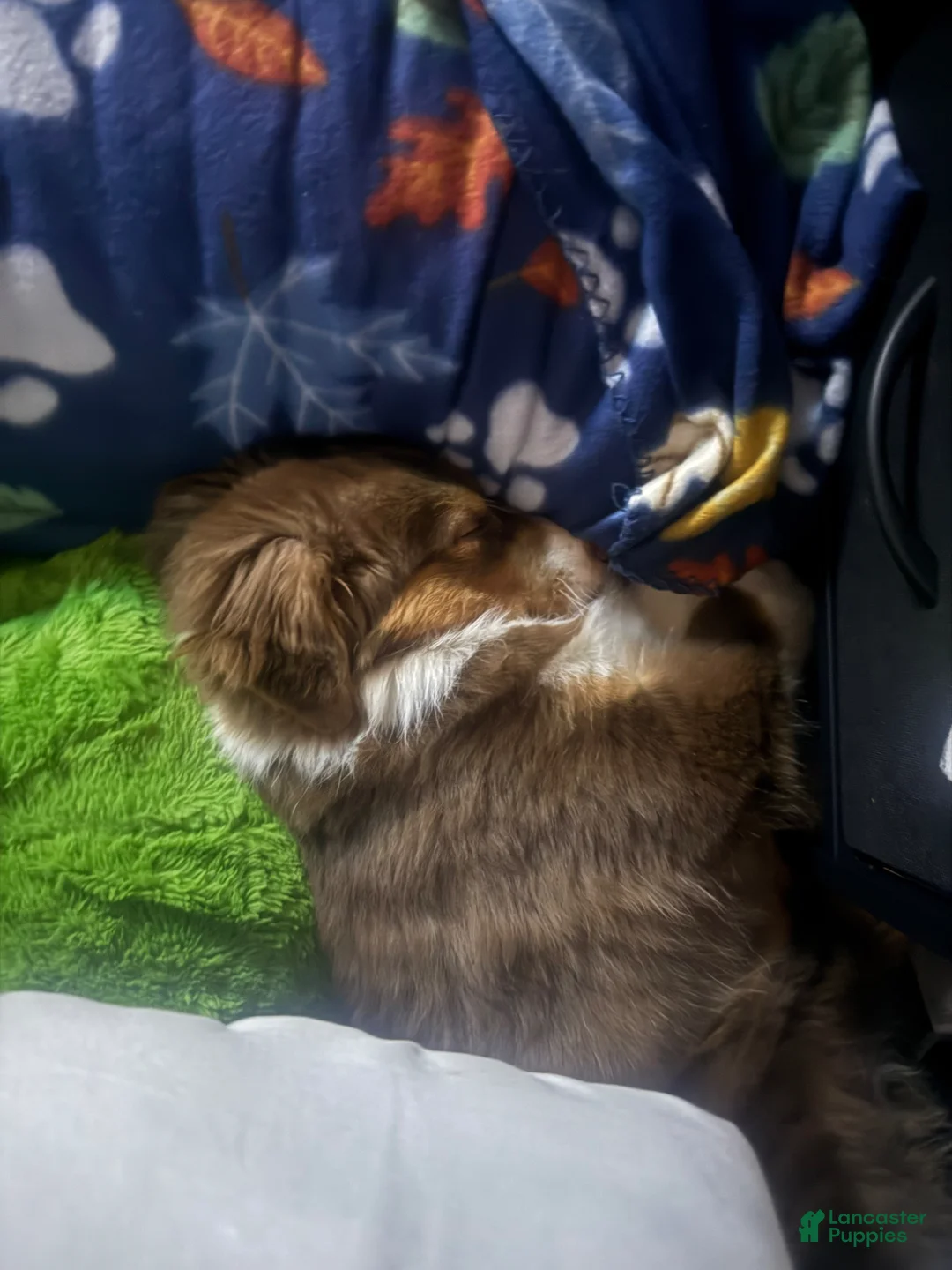 Australian Shepherd dogs for sale: Australian Shepherd Puppy 1 - Ad 5
