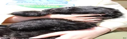 Newfoundland dogs for sale: Mantis - Ad 2