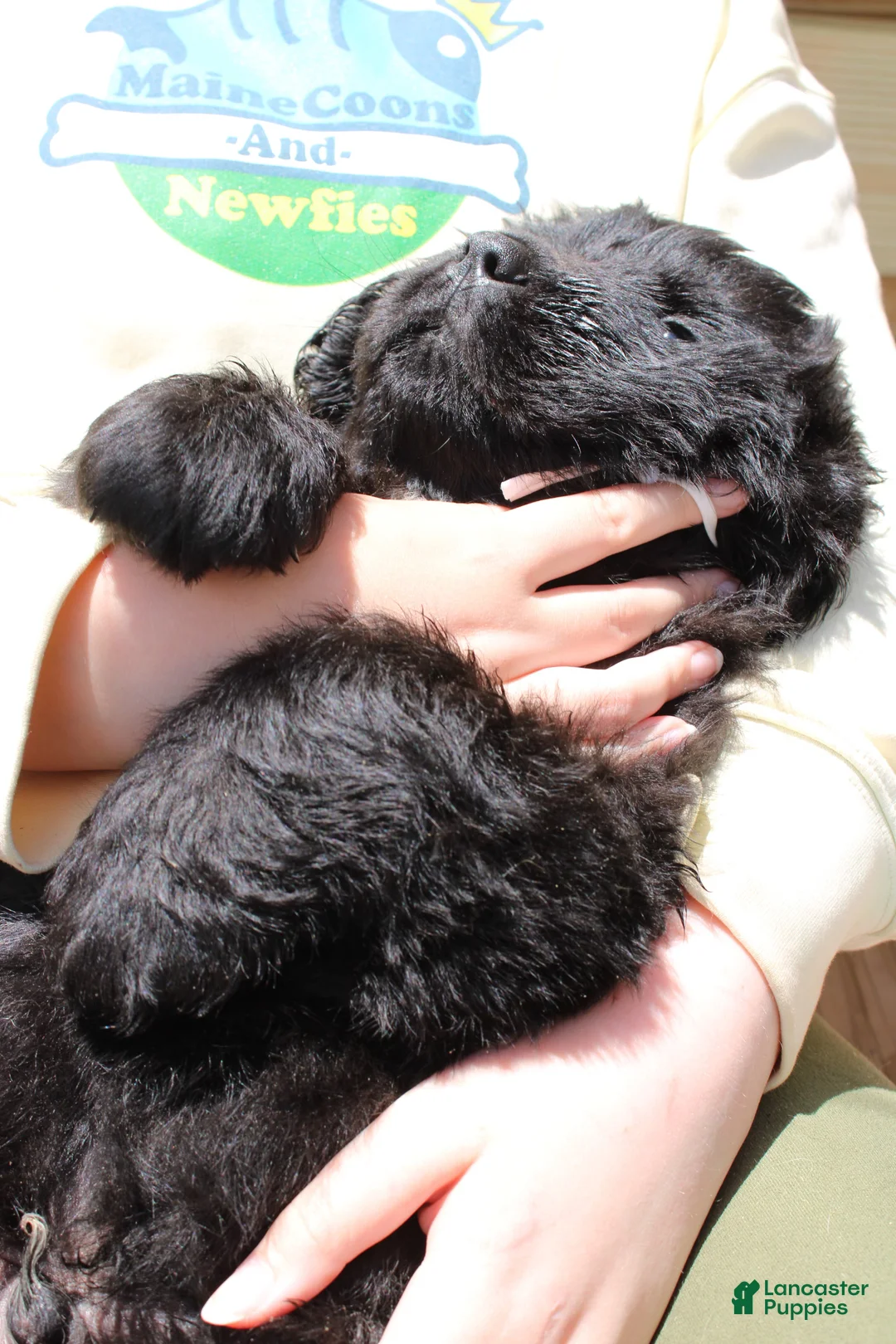 Newfoundland dogs for sale: Mantis - Ad 2
