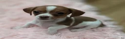 Mixed Breed dogs for sale: Copper  - Ad 4