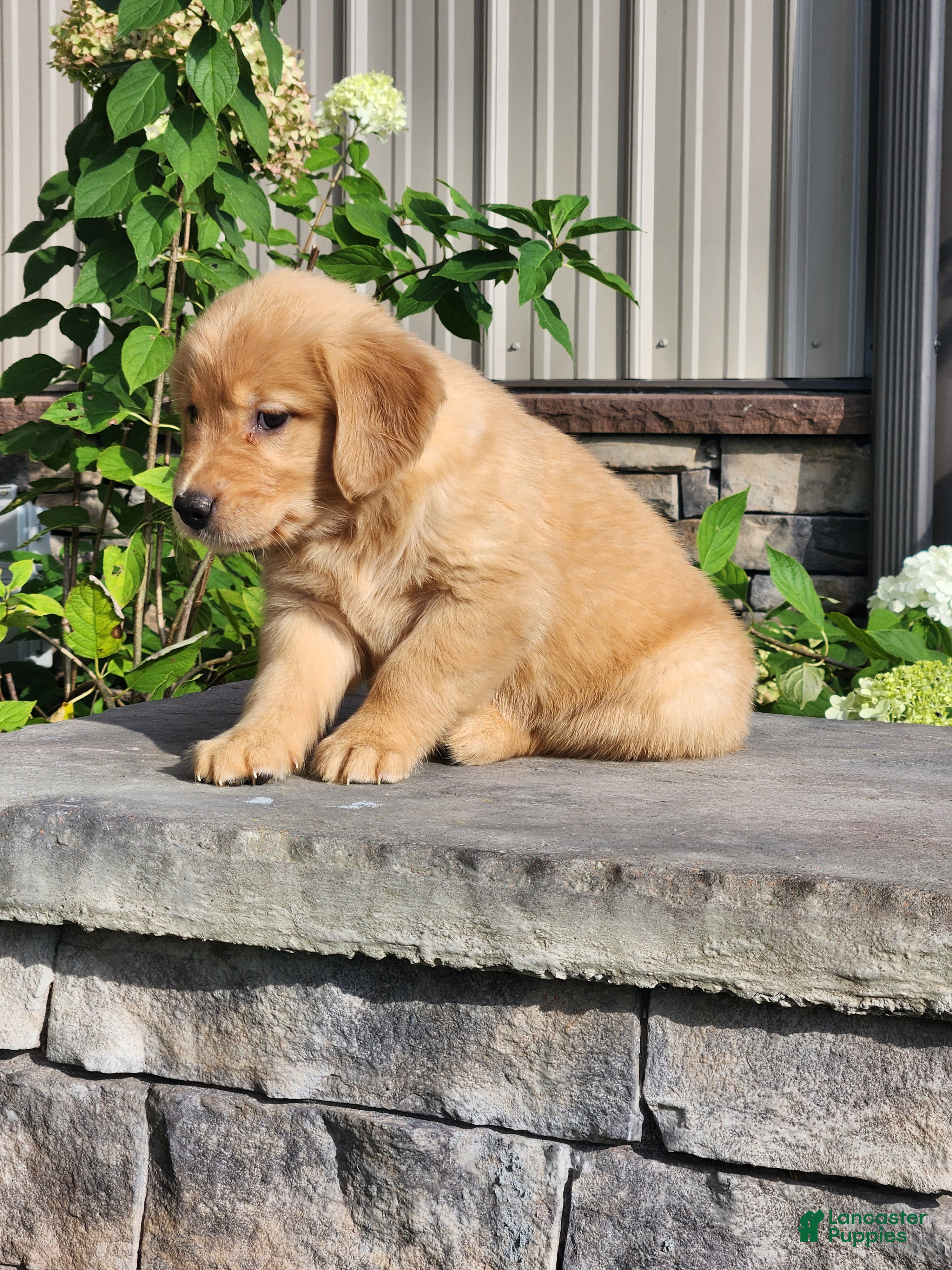 Golden Retriever dogs Charlotte - Ad 2
