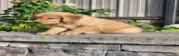 Golden Retriever dogs for sale: Charlotte - Ad 2
