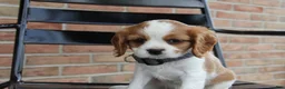 Cavalier King Charles Spaniel dogs for sale: Peaches - Ad 4