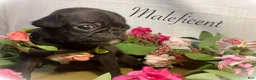 Pug dogs for sale: Maleficent - Ad 4