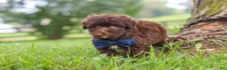 Havanese dogs for sale: Arlo - Ad 5
