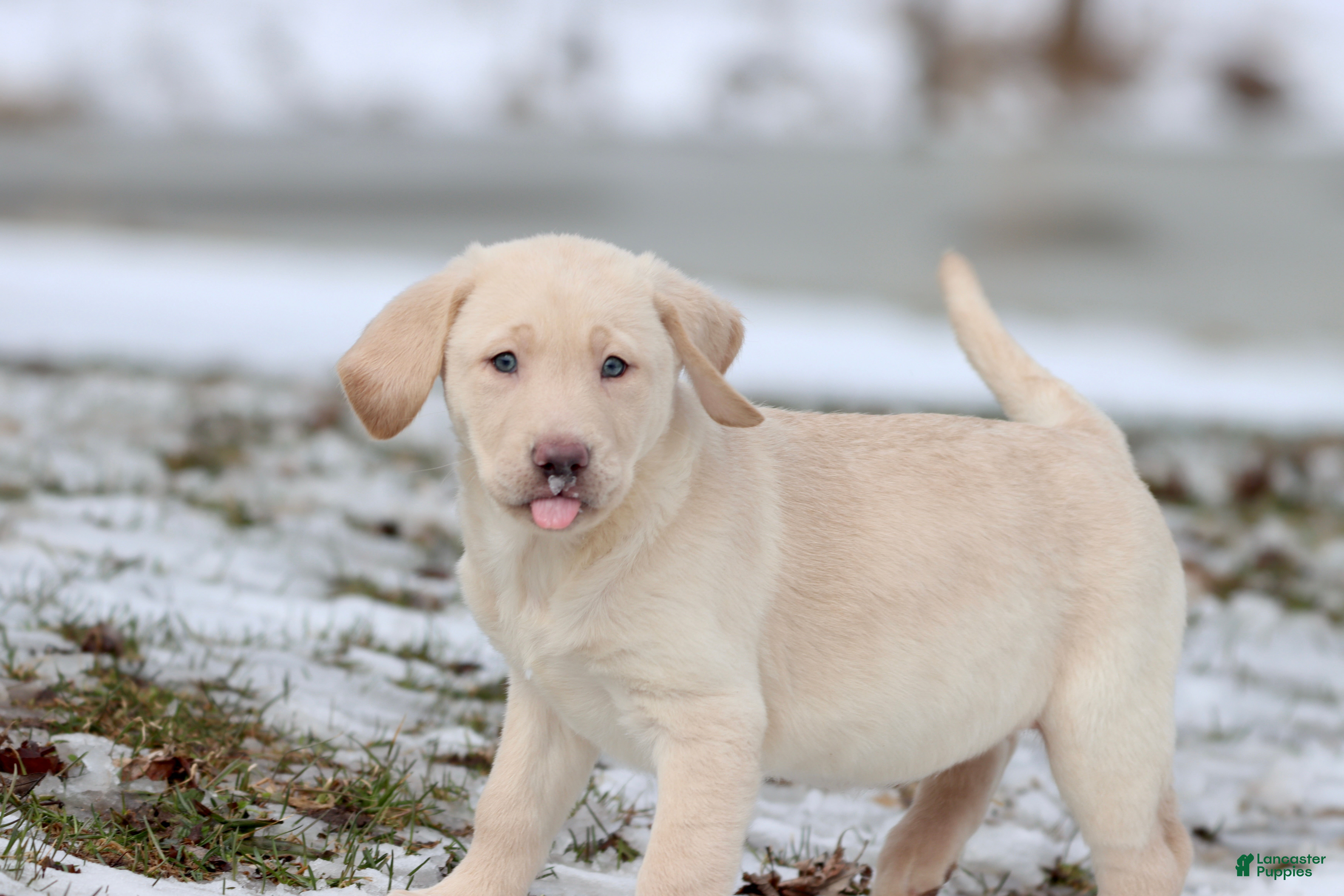 Labrador Retriever dogs Squirt - Ad 29