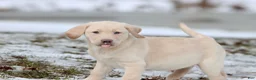 Labrador Retriever dogs for sale: Squirt - Ad 1