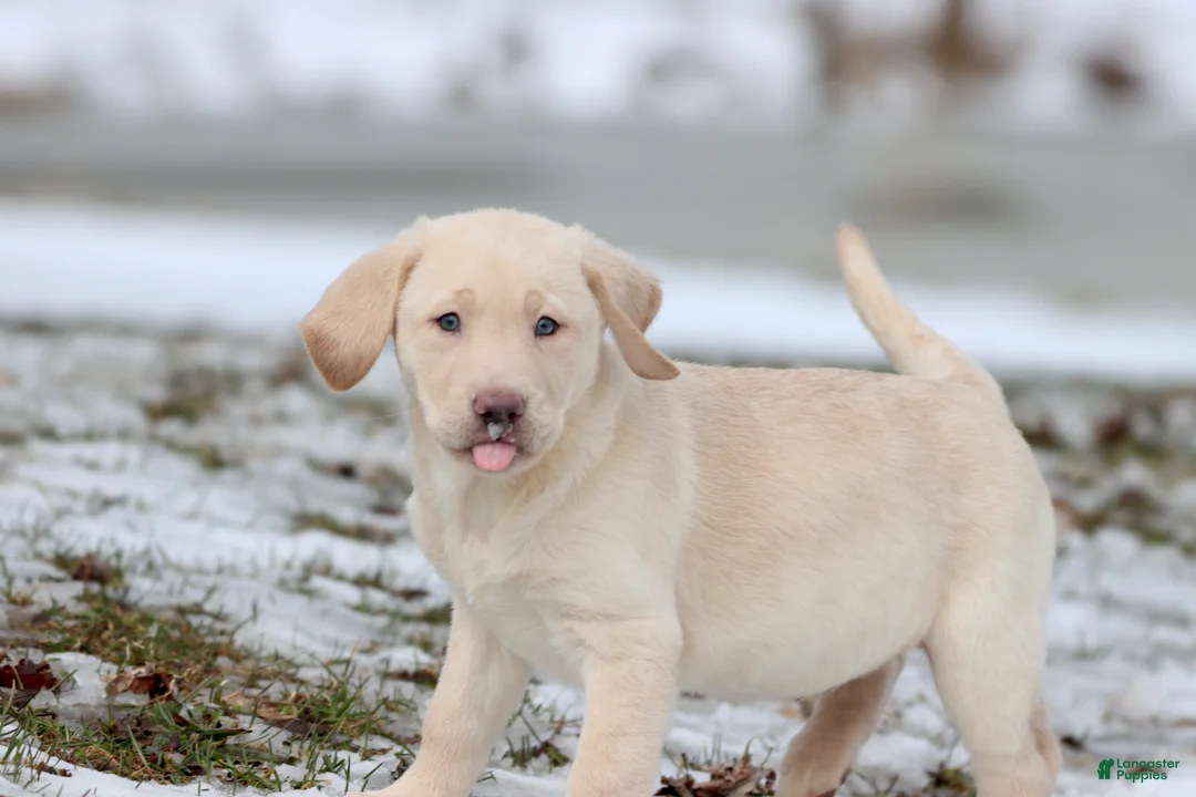 Labrador Retriever dogs for sale: Squirt - Ad 1