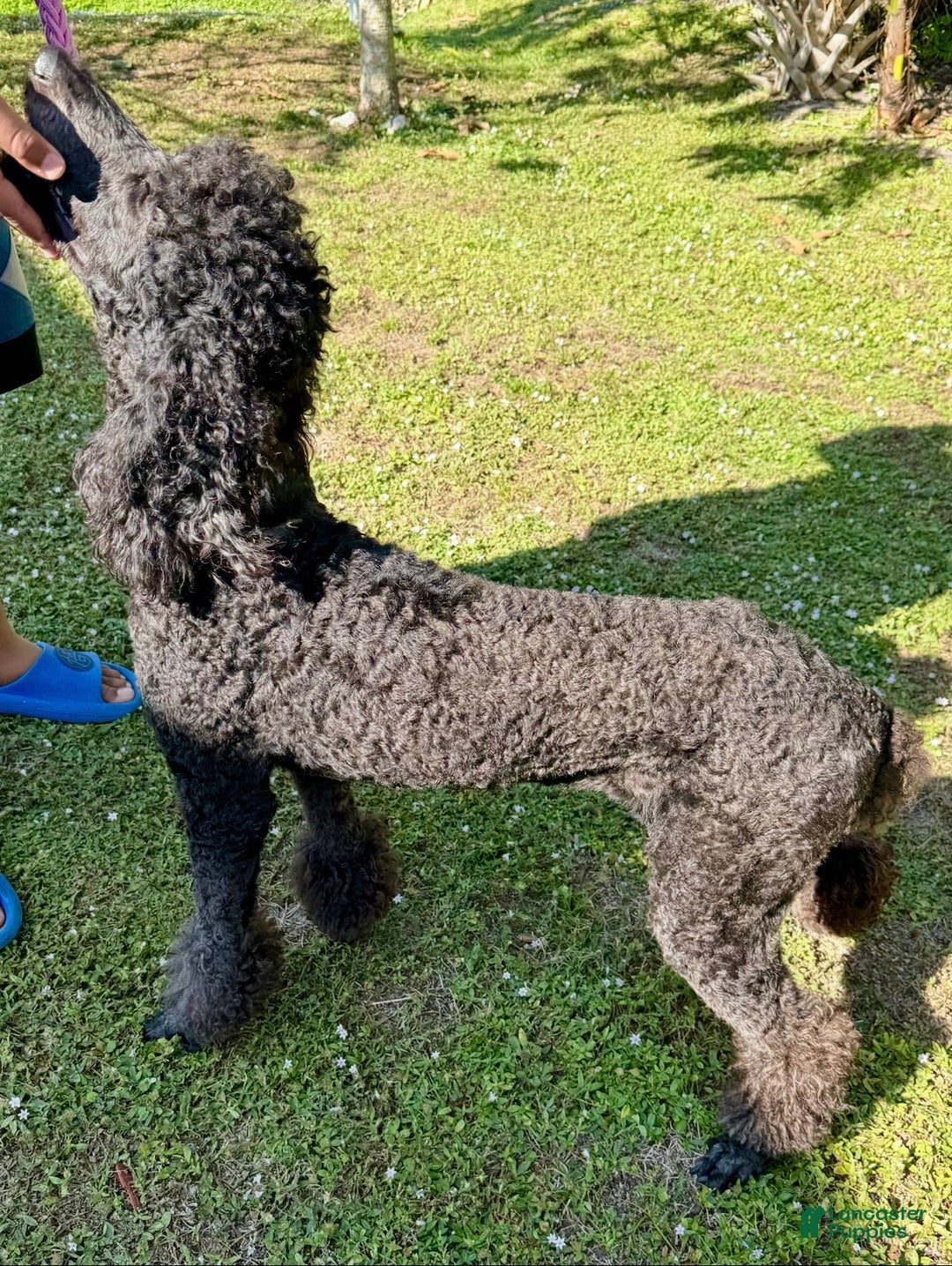 Standard Poodle dogs for sale: Princess - Ad 7